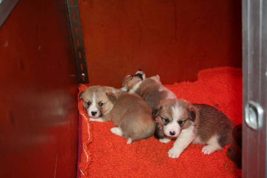 Puppies